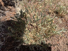 Astragalus wootonii