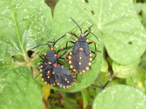 Spartocera fusca photo 3