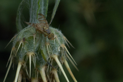 Chaetorellia succinea