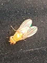 Neogriphoneura