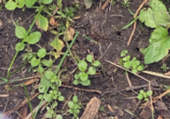 Androsace filiformis