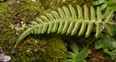 Blechnum laevigatum