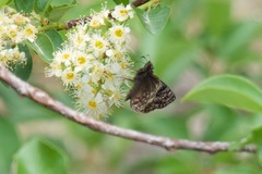 Erynnis martialis