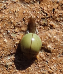 Paraneda viridescens