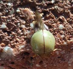 Paraneda viridescens
