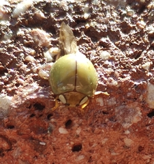 Paraneda viridescens