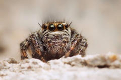 Salticinae