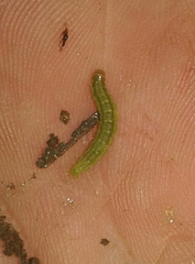 Thysanoplusia orichalcea