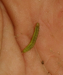 Thysanoplusia orichalcea