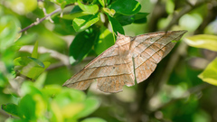 Sarcinodes aequilinearia