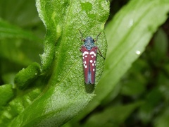 Graphocephala albomaculata