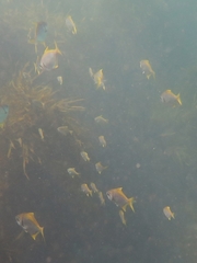 Schuettea scalaripinnis