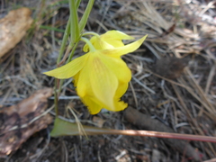 Calochortus pulchellus
