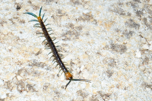 Velike strige (Scolopendra)