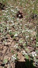 Collomia heterophylla