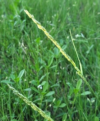 Tridens albescens