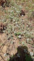 Collomia heterophylla