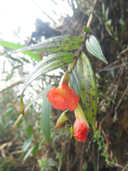 Elleanthus ampliflorus