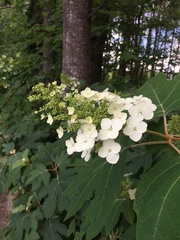 Hydrangea quercifolia
