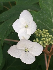 Hydrangea quercifolia