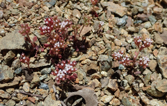 Chorizanthe breweri