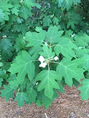 Hydrangea quercifolia