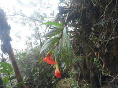 Elleanthus ampliflorus