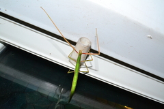 Bacillus rossius redtenbacheri