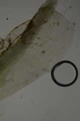 Polytrichum longisetum