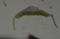 Polytrichum longisetum