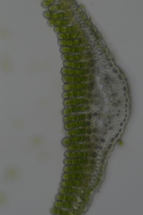 Polytrichum longisetum