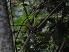 Thryophilus nicefori