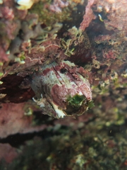 Austromegabalanus nigrescens