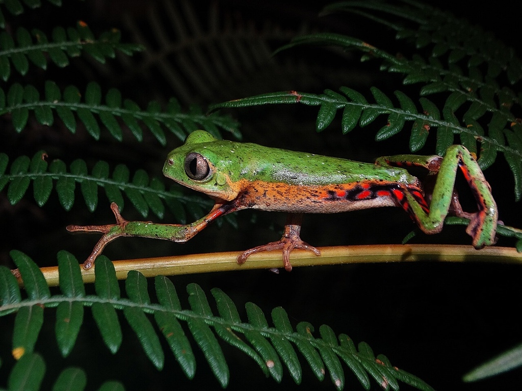 Mertens' Leaf Frog