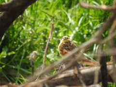 Emberiza citrinella