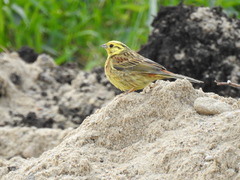 Emberiza citrinella