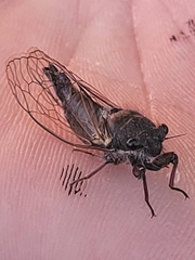 Platypedia minor