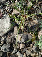 Carex eleusinoides