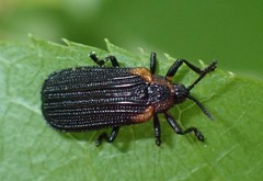 Odontota scapularis