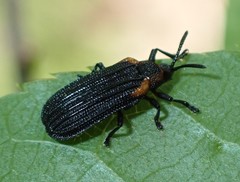 Odontota scapularis