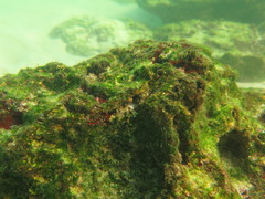 Parablennius intermedius