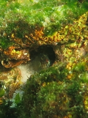 Parablennius intermedius