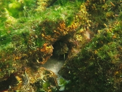 Parablennius intermedius