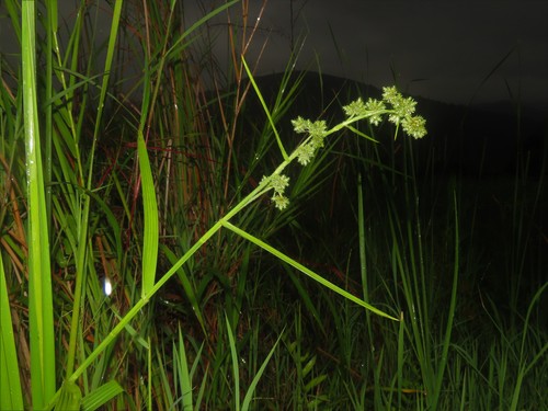 Fuirena umbellata iNat (2)
