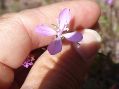 Clarkia modesta