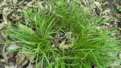 Carex picta
