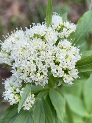 Valeriana occidentalis