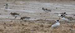 Charadrius semipalmatus