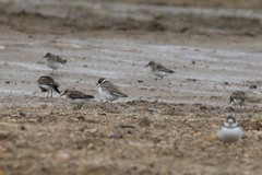 Charadrius semipalmatus