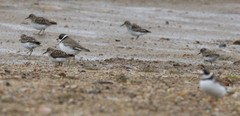 Charadrius semipalmatus
